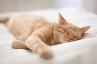 Кошки и сон: 5 интересных фактов